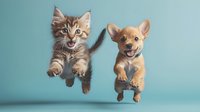 Adorable tabby kitten and tan puppy jumping together in mid-air against turquoise background, perfect for pet care advertising and animal friendship concepts.