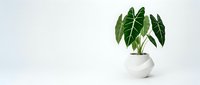 Alocasia plant with large green leaves in white ceramic pot on clean white background for modern home decor and interior design projects.