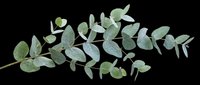 Eucalyptus branch with green leaves isolated on transparent background, ready for t-shirt design, clipart, stickers, print-on-demand products and sublimation projects.