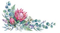 Watercolor floral arrangement with pink protea, eucalyptus, fern, and berries on transparent background. Isolated botanical clipart for wedding invitations, greeting cards, and design projects.