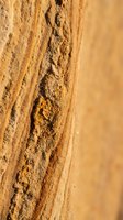 Close-up of animal footprints pressed into golden sand, showing detailed tracks and impressions for wildlife and nature backgrounds.