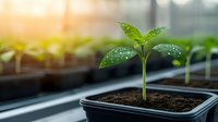 Young green seedling growing in black plastic pot with water drops on leaves, morning sunlight through greenhouse window, spring gardening and agriculture concept.