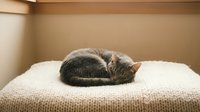 Adorable tabby kitten sleeping peacefully curled up on soft white knitted blanket in cozy cardboard box creating warm comfortable pet bed scene.