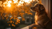 Golden retriever dog sitting by window at sunset, backlit by warm orange sunlight through autumn leaves, creating peaceful atmospheric mood for pet lifestyle content.