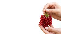 Red currants held in hands against white background, fresh summer berries ready for cooking, baking, or healthy eating.