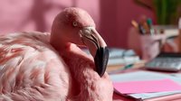 Young flamingo with soft pink plumage resting indoors near office supplies and notebooks, suitable for wildlife, nature, and creative workspace concepts.