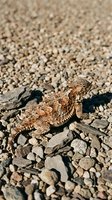 Horned lizard resting on rocky desert ground with scattered pebbles and gravel in natural sunlight, suitable for wildlife and nature photography.