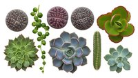 Collection of succulent plants and decorative stones isolated on white background for gardening and home decor projects.