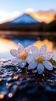 Delicate white cherry blossoms with water drops against mountain lake backdrop at sunset, reflecting golden sky and Mount Fuji silhouette in calm waters.