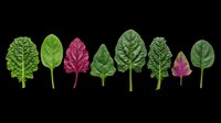 Assorted leafy greens and purple vegetables isolated on transparent background, ready for clipart, t-shirt design, print-on-demand products, stickers, and sublimation projects.