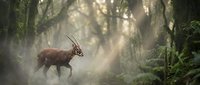 Majestic antelope walking through misty enchanted forest with dramatic sunbeams filtering through ancient trees creating magical atmospheric lighting.