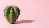 Heart-shaped cactus with spines on pink background. Minimalist succulent plant concept for love, romance, Valentine's Day decorations and botanical designs.