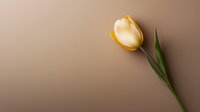 Single yellow tulip with green stem and leaf against neutral beige background, minimalist spring floral composition for greeting cards and romantic designs.