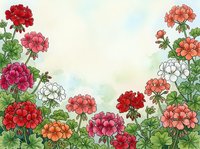 Colorful geranium flowers frame with green leaves on watercolor background. Floral border design for greeting cards, invitations and decorative projects.
