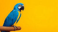 Blue macaw parrot perched on wooden branch against bright yellow background, tropical bird with vibrant plumage for pet and wildlife designs.