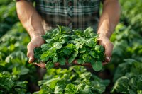 Fresh green cilantro leaves held in farmer's hands against garden background, demonstrating organic harvest and sustainable agriculture practices.