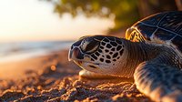 Sea turtle resting on sandy beach at golden sunset, close-up view showing detailed texture of shell and head against blurred ocean background in warm light.