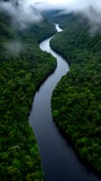 Meandering river cuts through dense forest landscape with low-hanging clouds and misty atmosphere, aerial view showing dramatic S-curve of dark waters amid green canopy.