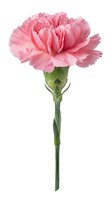 Single pink carnation flower with ruffled petals and green stem isolated on white background for floral design and decoration projects.