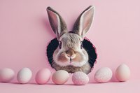 Adorable gray bunny wearing black ruffled collar poses with decorated Easter eggs on pink background, creating festive spring holiday composition.