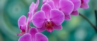 Vibrant purple orchid flowers blooming on stem with soft green bokeh background for spa wellness and tropical botanical decor applications.