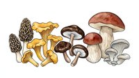 Variety of edible and wild mushrooms illustrated in botanical style, isolated on white background, suitable for culinary, educational, and design projects.