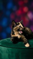 Adorable tortoiseshell kitten with open mouth sitting on green surface against colorful bokeh lights background for pet photography and animal portraits.