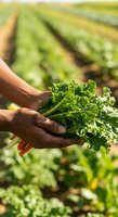 Farmer with dark skin tone harvesting fresh curly kale leaf in agricultural field during daytime. Organic vegetable farming.
