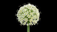 White allium flower in full bloom, isolated on transparent background. Ready for stickers, t-shirt design, print on demand, sublimation, and botanical clipart.