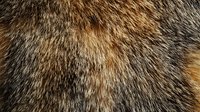 Natural brown and gray animal fur texture with mixed colors and dense hair strands creating organic pattern. Close up macro photography shows detailed fur structure.