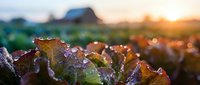 Fresh lettuce leaves with morning dew drops in organic farm field during golden hour sunrise. Agricultural produce ready for harvest in sustainable farming.