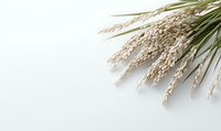 Fresh rice plant stalks with ripe grains arranged on white background, natural organic food concept. Isolated with copy space for text.