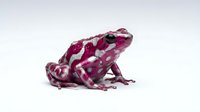 Vibrant magenta and purple toad with spotted pattern isolated on white background, suitable for educational materials, wildlife design projects, and nature illustrations.