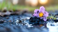Delicate purple wildflower growing through melting snow and soil at sunrise, with soft bokeh background creating dreamy natural macro photography effect.