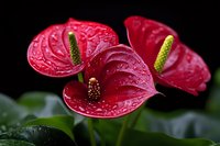 Vibrant red anthurium flowers with water droplets on glossy petals against dark background, showing detailed texture and natural moisture on tropical blooms.