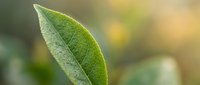 Fresh green leaf with visible veins and water droplets, isolated against soft blurred background, suitable for nature, wellness, and environmental design projects.