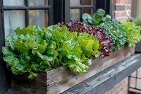 Fresh organic lettuce growing in wooden window box planter, urban gardening concept with green and purple leaf varieties perfect for healthy lifestyle and home growing content.