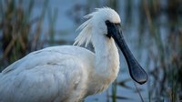White spoonbill wading bird with distinctive flat bill standing in wetland marsh habitat. Wildlife photography showcasing elegant plumage and natural behavior.
