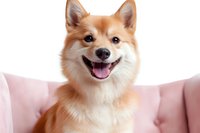 Happy smiling red Shiba Inu dog sitting on pink sofa. Close up portrait of friendly purebred Japanese spitz pet with fluffy fur looking at camera.