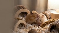 Cute brown and white dwarf hamster exploring wooden hideouts and bedding in cozy home cage setup for pet care, veterinary, and animal wellness content.