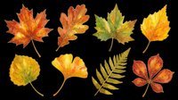 Watercolor autumn leaves set isolated on transparent background, ready for T-shirts, stickers, clipart, sublimation, and print on demand seasonal designs.
