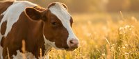 Young dairy cow grazing in golden sunset meadow with warm light filtering through grass creating peaceful pastoral farm scene.