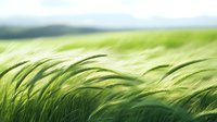 Young green wheat or barley field swaying in wind, fresh spring cereal crop growing on farmland with soft focus natural bokeh effect in morning light.