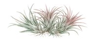 Ornamental grass plant with arching green and pink foliage isolated on white background, suitable for landscape design, garden visualization, and botanical illustrations.