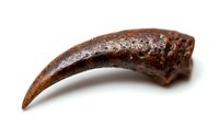 Brown fossilized velociraptor claw specimen isolated on white background, showing detailed prehistoric dinosaur remains with natural texture and patina.