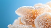 Delicate coral mushroom macro showing intricate natural patterns and textures in peach tones against blue background, soft focus nature photography.