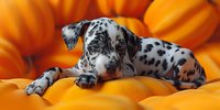Dalmatian puppy sleeping peacefully on bright orange pumpkins during autumn harvest season, creating charming seasonal contrast between spotted fur and vibrant gourds.