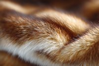 Close up macro shot of ginger and white cat fur texture showing soft fluffy hair strands in warm natural lighting creating abstract pattern background.