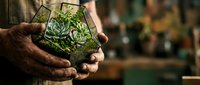 Elderly hands holding geometric glass terrarium with succulent plants for home gardening and indoor decoration projects.