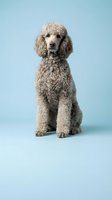 Standard poodle with gray curly coat sitting against light blue background. Studio portrait of purebred dog for pet care, veterinary, and animal-related projects.